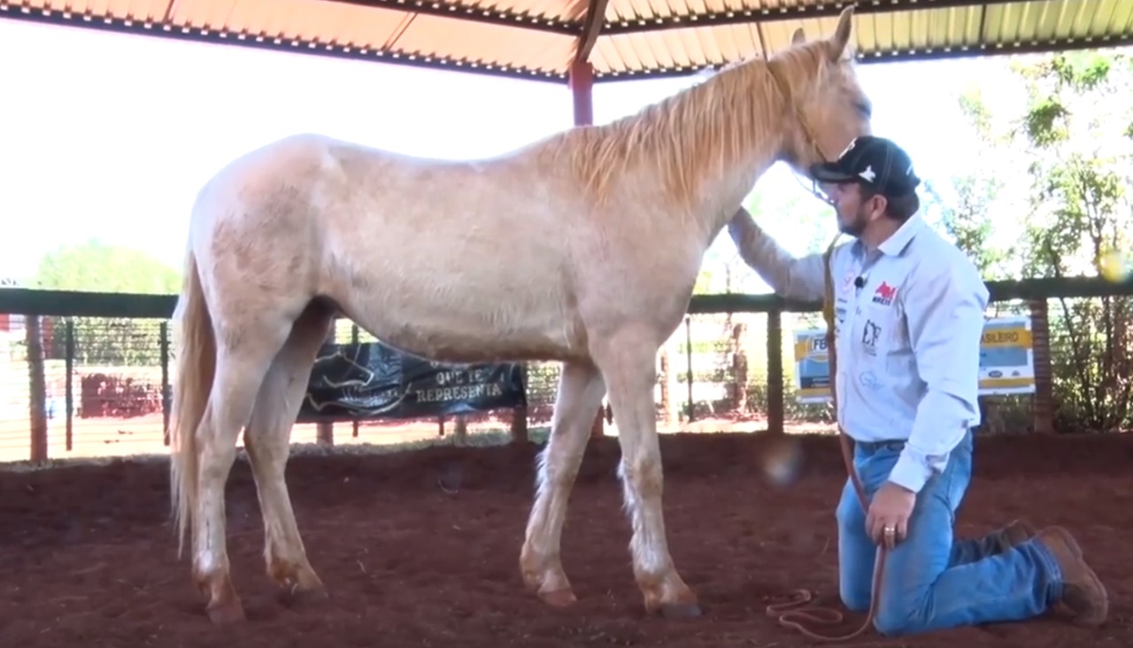 Imagem de um especialista em doma de cavalos demonstrando técnicas de treinamento em um rancho country