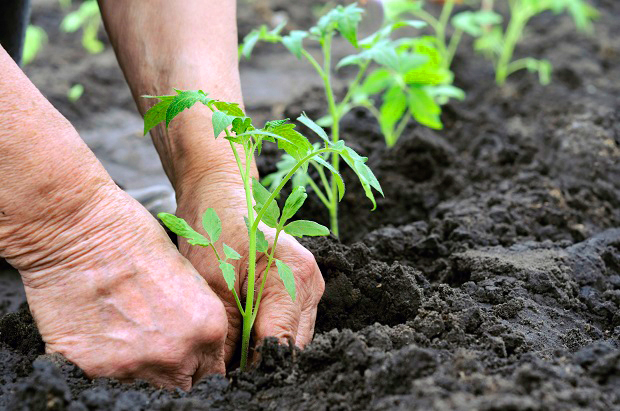 Técnicas de Plantio em Estufas com Elementos Country