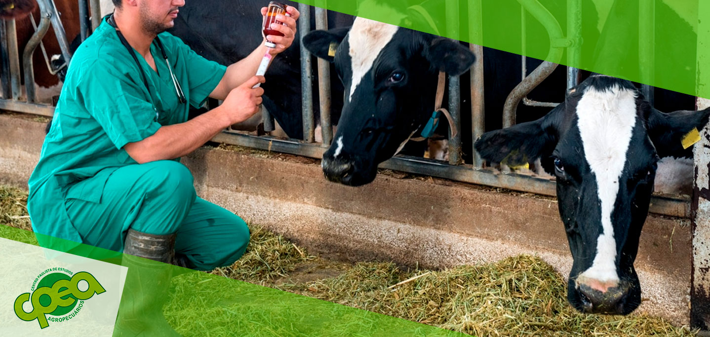 Veterinário examinando um cavalo em uma fazenda country