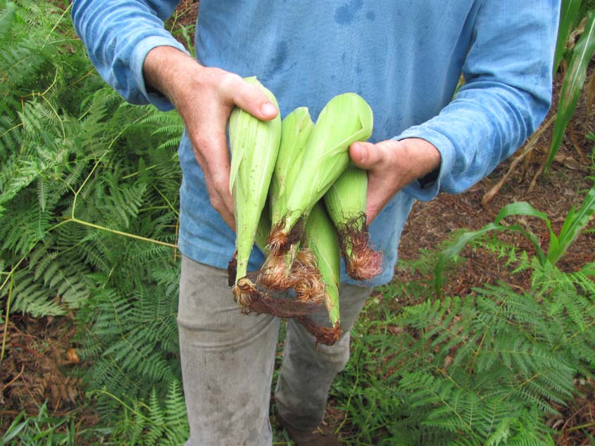 Colheita de milhos verdes na roça