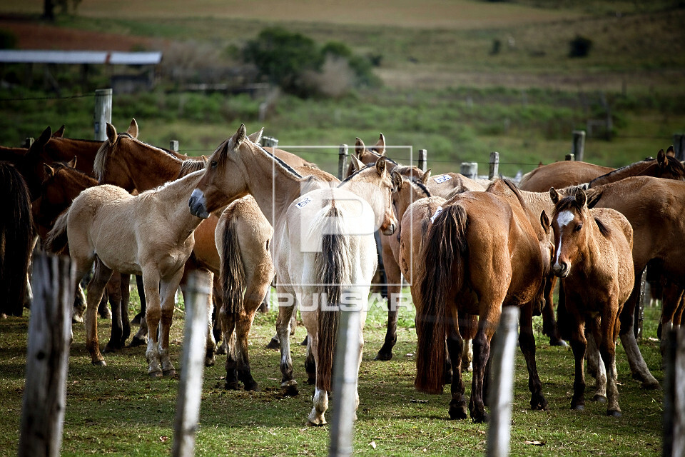 Cavalos de raça crioula pastando em uma estância no Uruguai