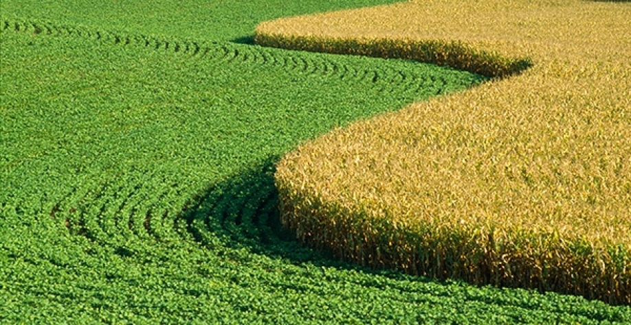 Plantação de milho e soja sob um céu azul, representando o cultivo agrícola americano