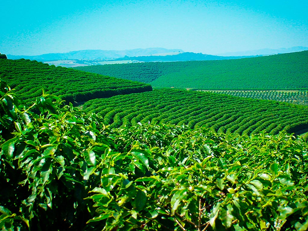 Plantação de Café em estilo country