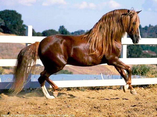 Cavalo de Raça Pura Espanhola pastando em um campo aberto, simbolizando a beleza e força dos animais no estilo de vida country.