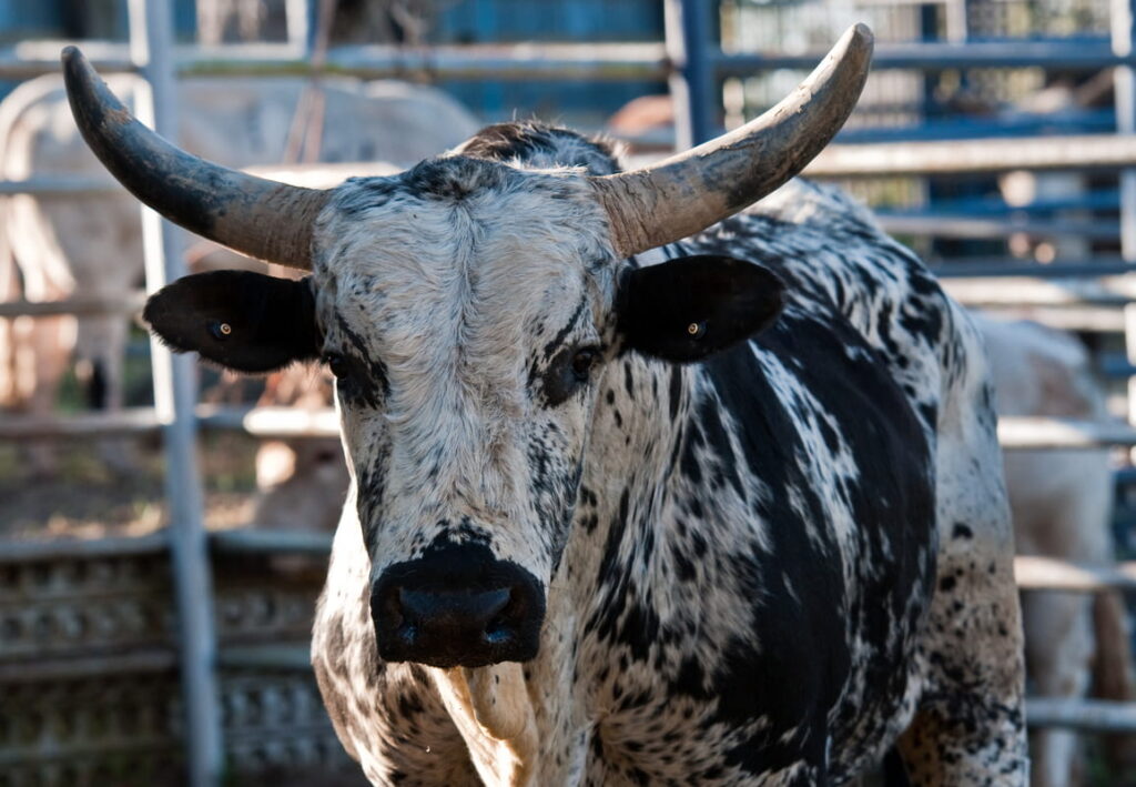 Competição de Rodeio com touros e cowboys em ação