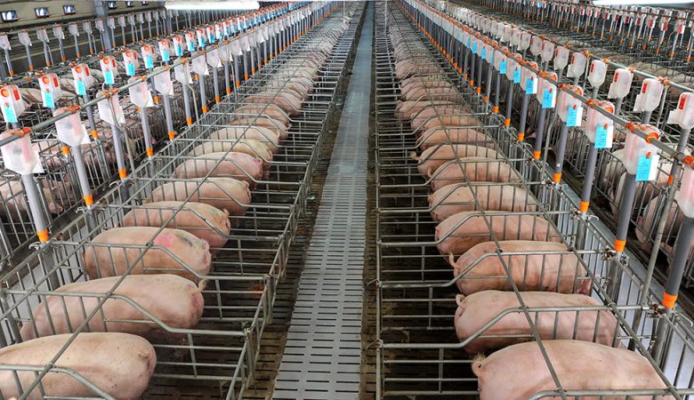 Uma fazenda country com porcos pastando em um campo verde, representando a alimentação saudável de suínos.