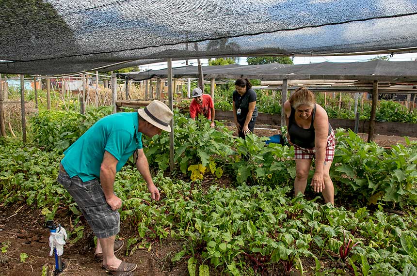 Cultivo de hortas comunitárias no campo com elementos country.