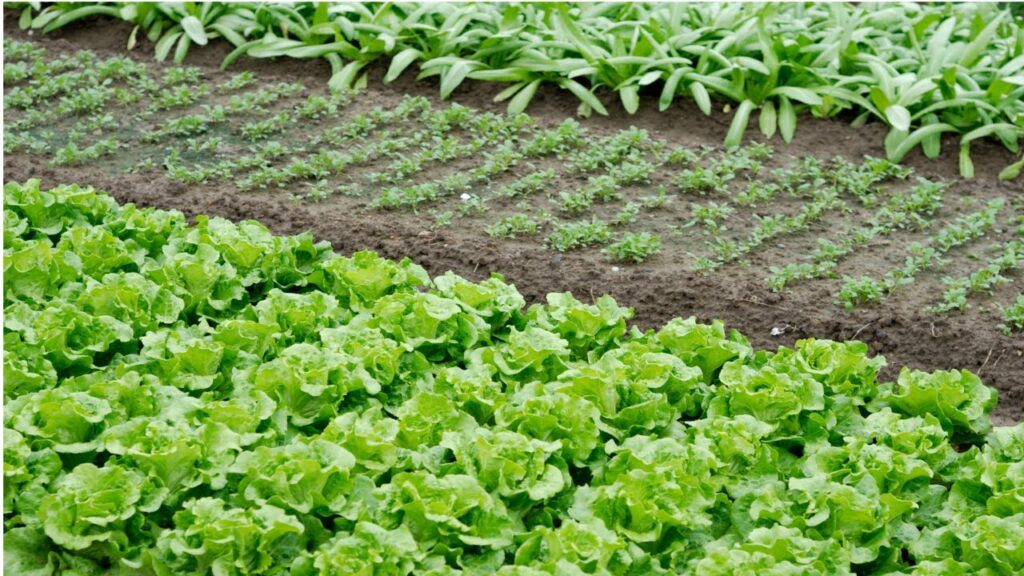 Plantação de hortaliças em um campo bucólico, com vegetação verdejante e ferramentas de trabalho rural.