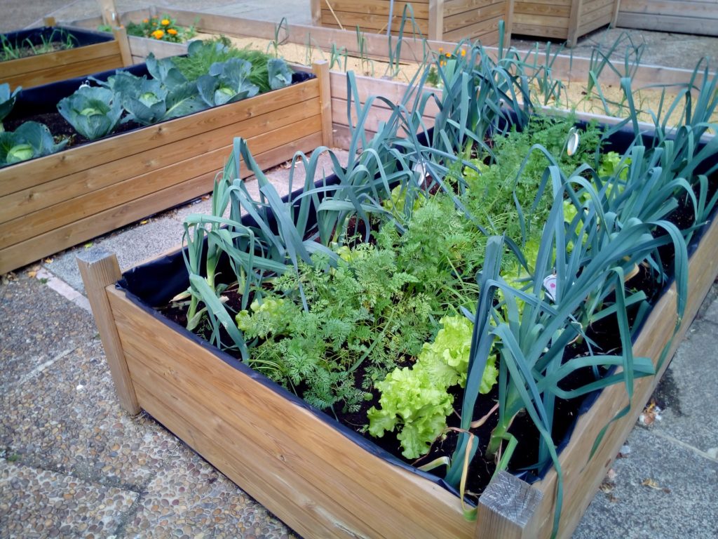 Plantação de frutas e hortas em um ambiente rural, com foco na natureza e sustentabilidade.