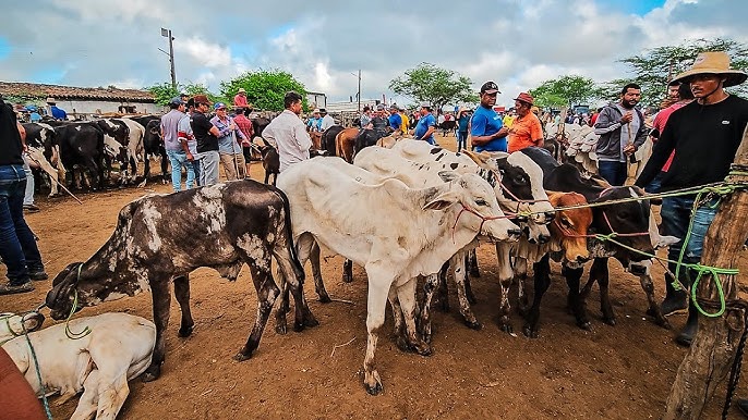 Preparação para a feira de gado em Cachoeirinha PE