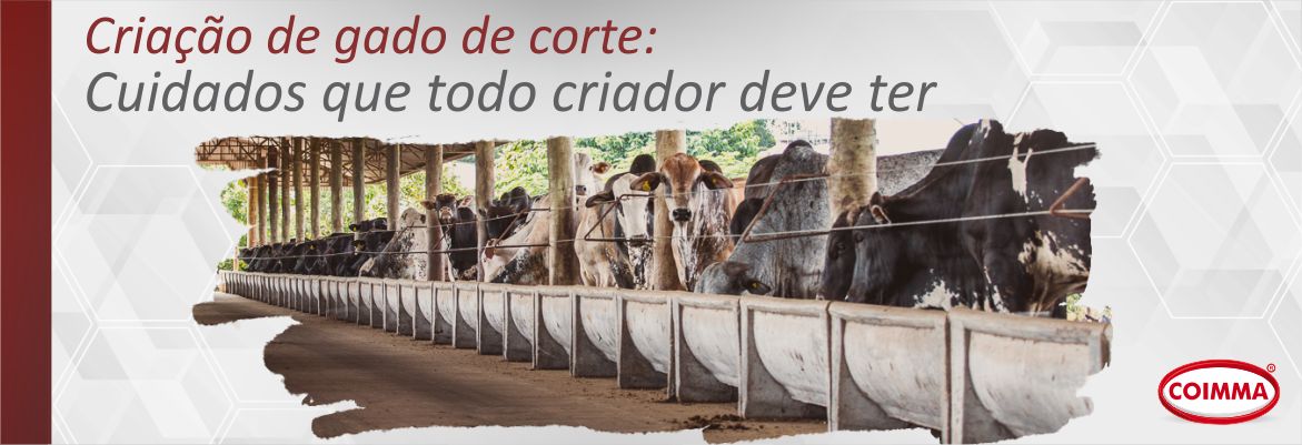 Gado de corte em pastagem saudável sob o sol do campo