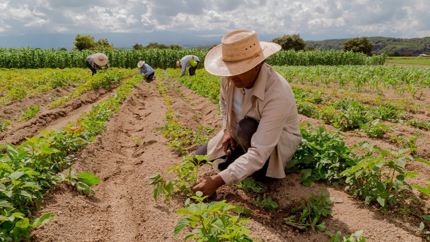 Agricultura familiar em um campo verde, simbolizando a conexão entre tradição e sustentabilidade.