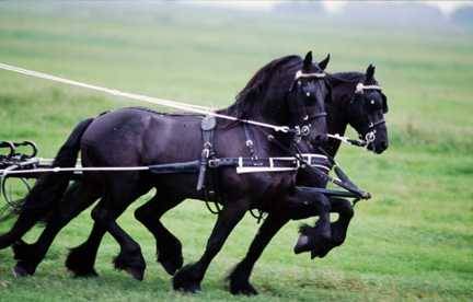 Cavalos de trabalho no campo