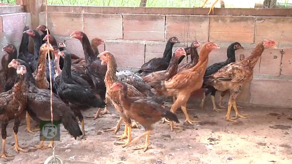 Galinhas caipiras em um galinheiro rústico, rodeadas pela natureza