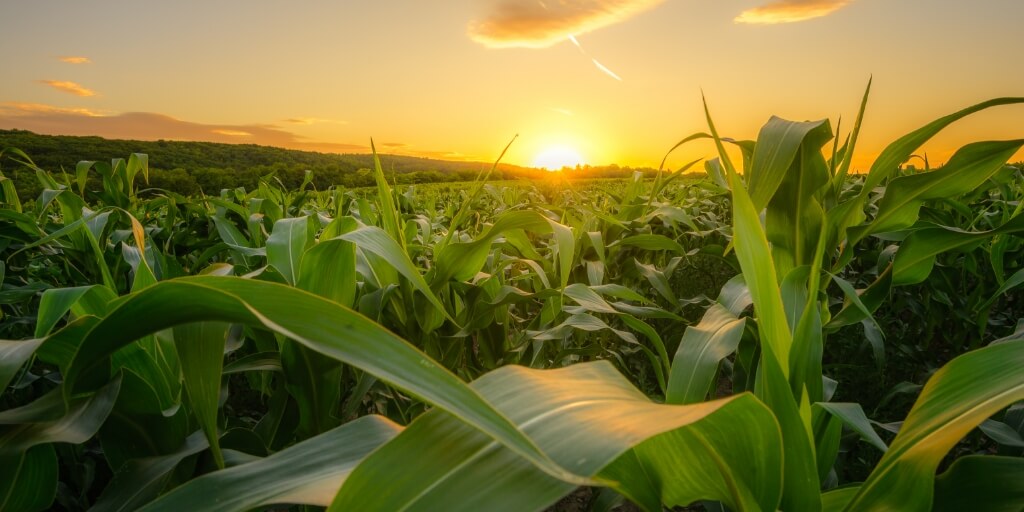 Plantação de milho em fazenda country