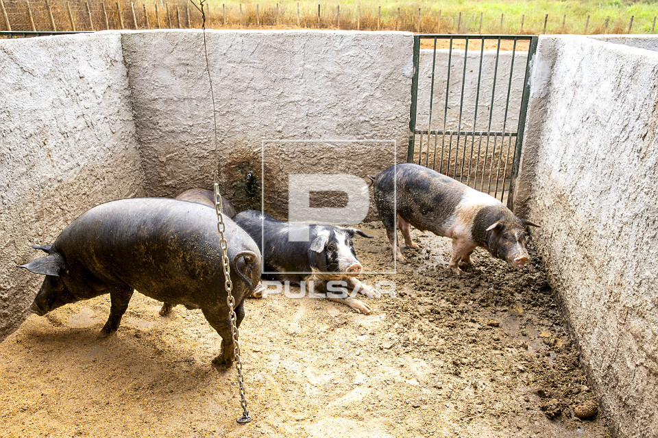 Porcos caipiras em um ambiente rural, simbolizando a criação de porcos na pecuária de subsistência.