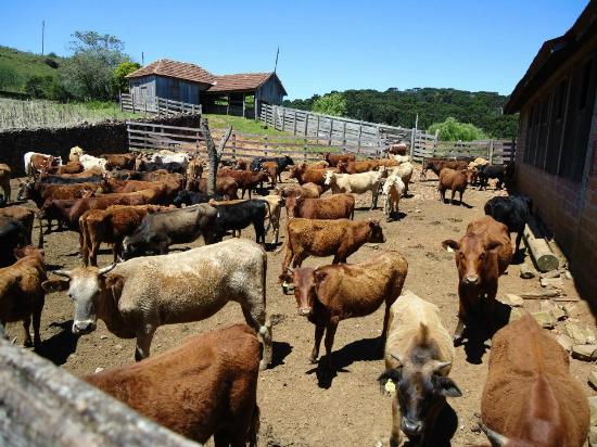 Fazenda Hotel Invernadinha com pastagem e gado ao fundo, representando a vida rural.