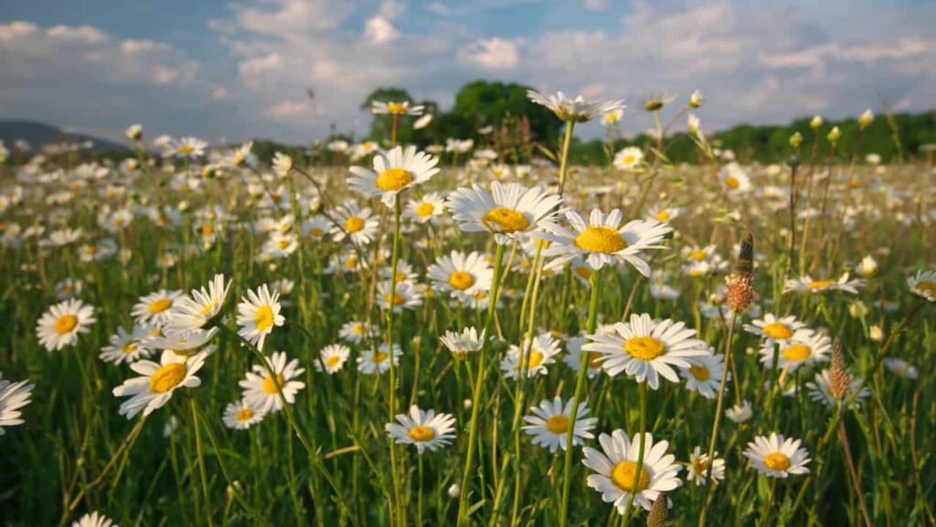 Cultivo de Margaridas em um campo iluminado pelo sol