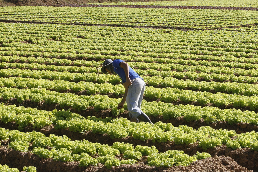 Trabalhador rural colhendo verduras em uma roça