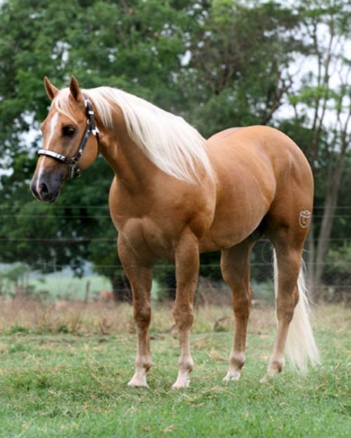 Cavalo Quarto de Milha galopando em um cenário country