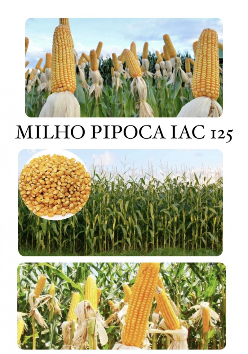 Campo de milho pipoca hibrido IAC 125 sob o sol