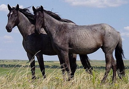 Cavalos de trabalho pastando tranquilos em um campo com a luz do sol ao fundo, simbolizando a importância dos equinos na agricultura.