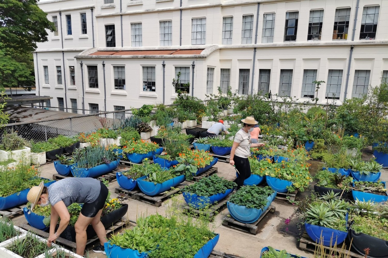 Plantação de frutas em ambiente urbano, com elementos country