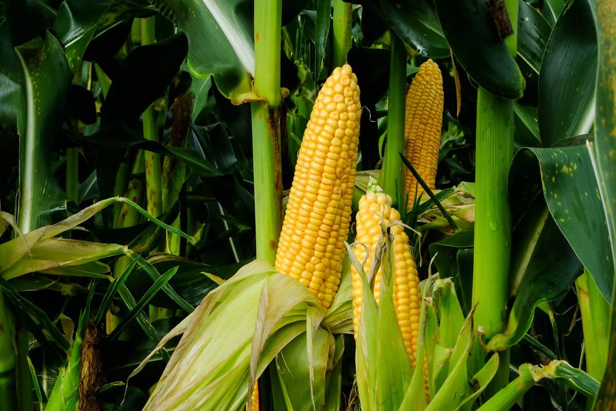 Plantação de milho verde em um campo aberto sob céu limpo, refletindo a rica cultura rural.