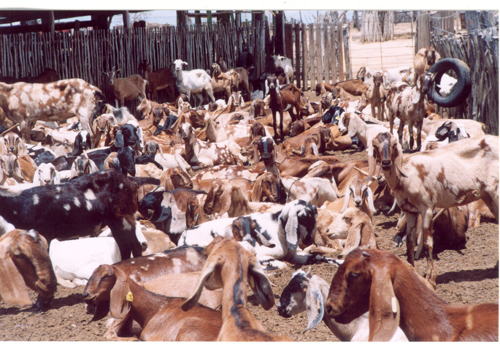 Cabras em um pasto verde sob um céu azul, simbolizando a criação sustentável e saudável de cabras.