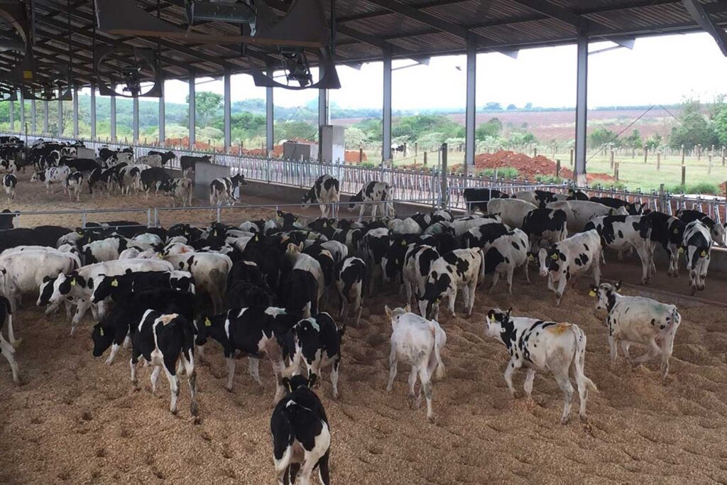 Fazenda leiteira no Brasil, uma paisagem country com vacas pastando ao fundo.