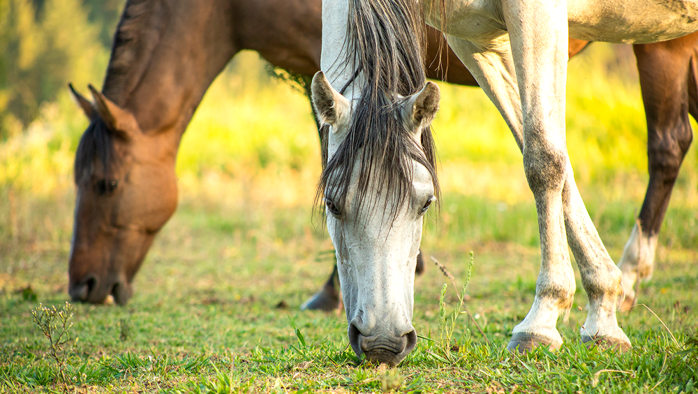 Cavalos pastando em uma fazenda country