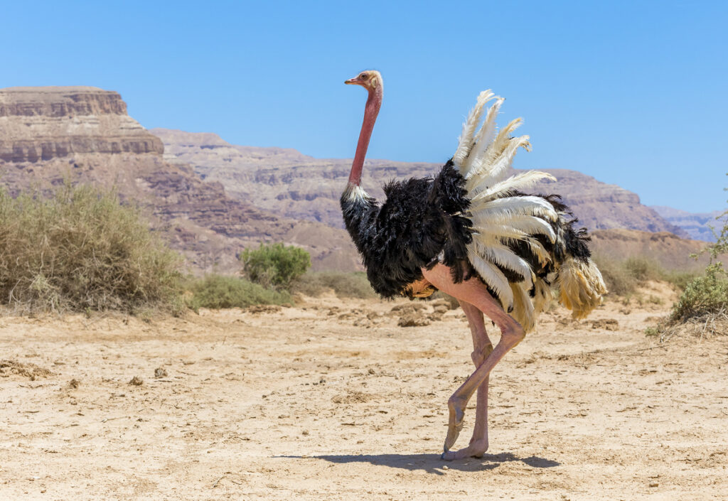 Avestruz em uma propriedade rural, simbolizando a criação de aves em um ambiente country.