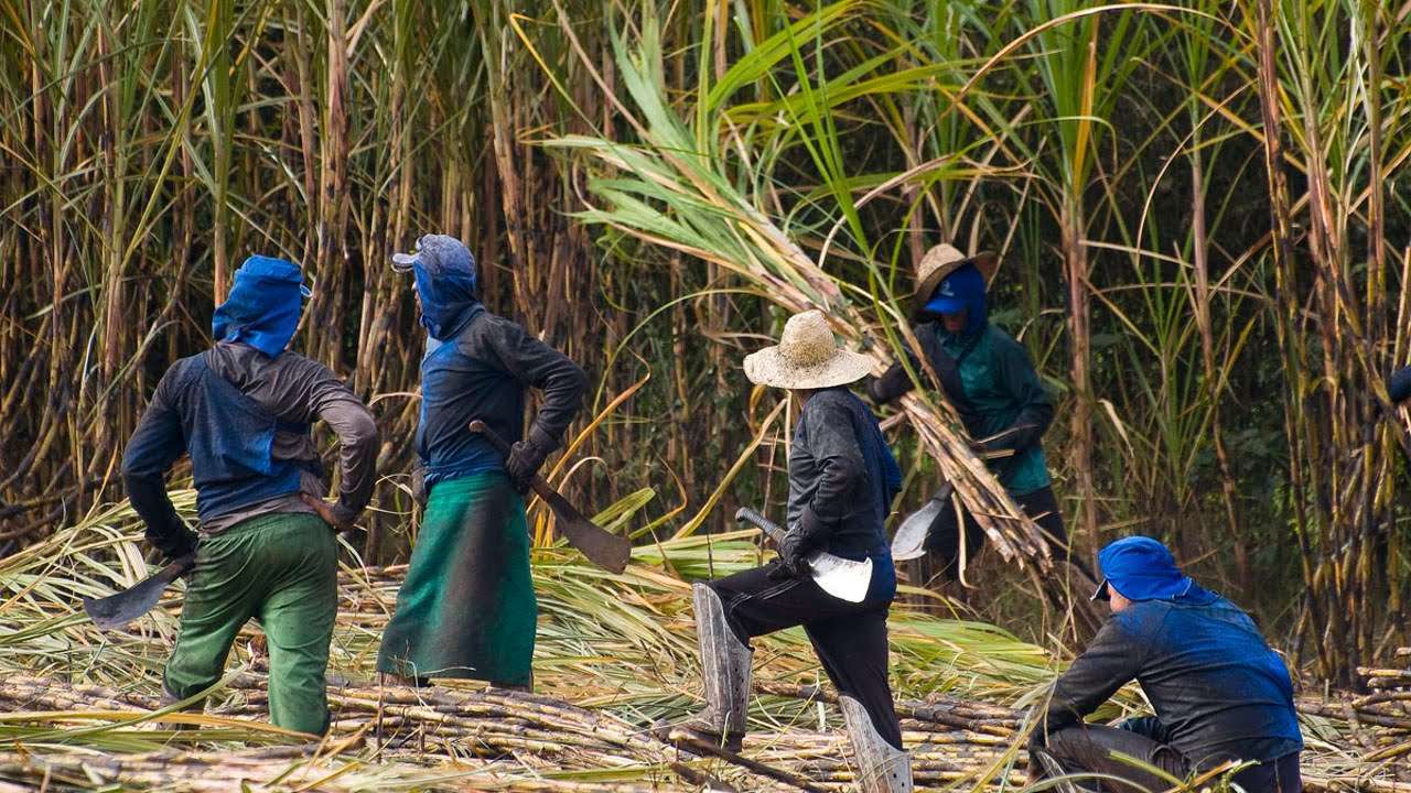 Plantação de cana-de-açúcar sob um céu azul, refletindo a rica cultura rural do Brasil.