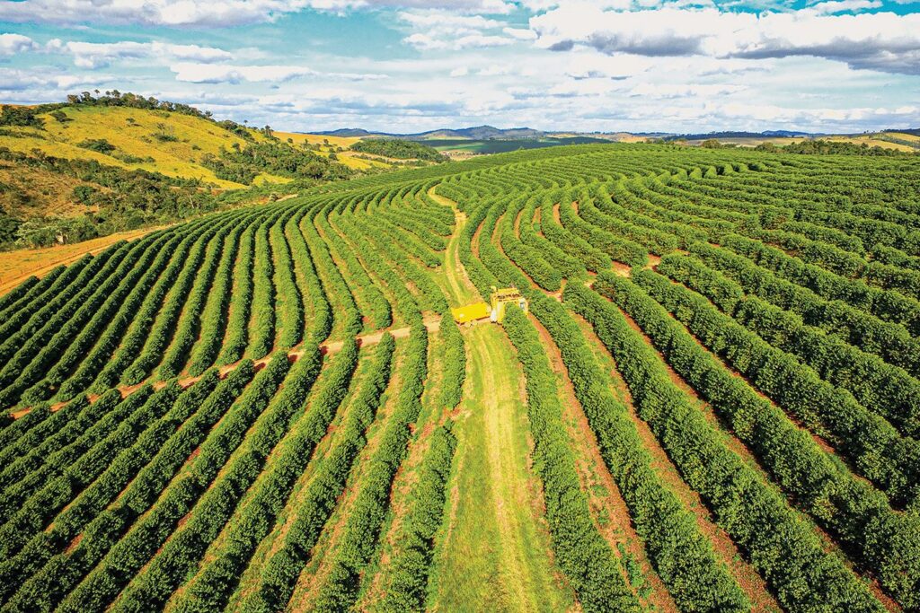 Café cultivado em uma plantação nas montanhas, com paisagens country ao fundo.