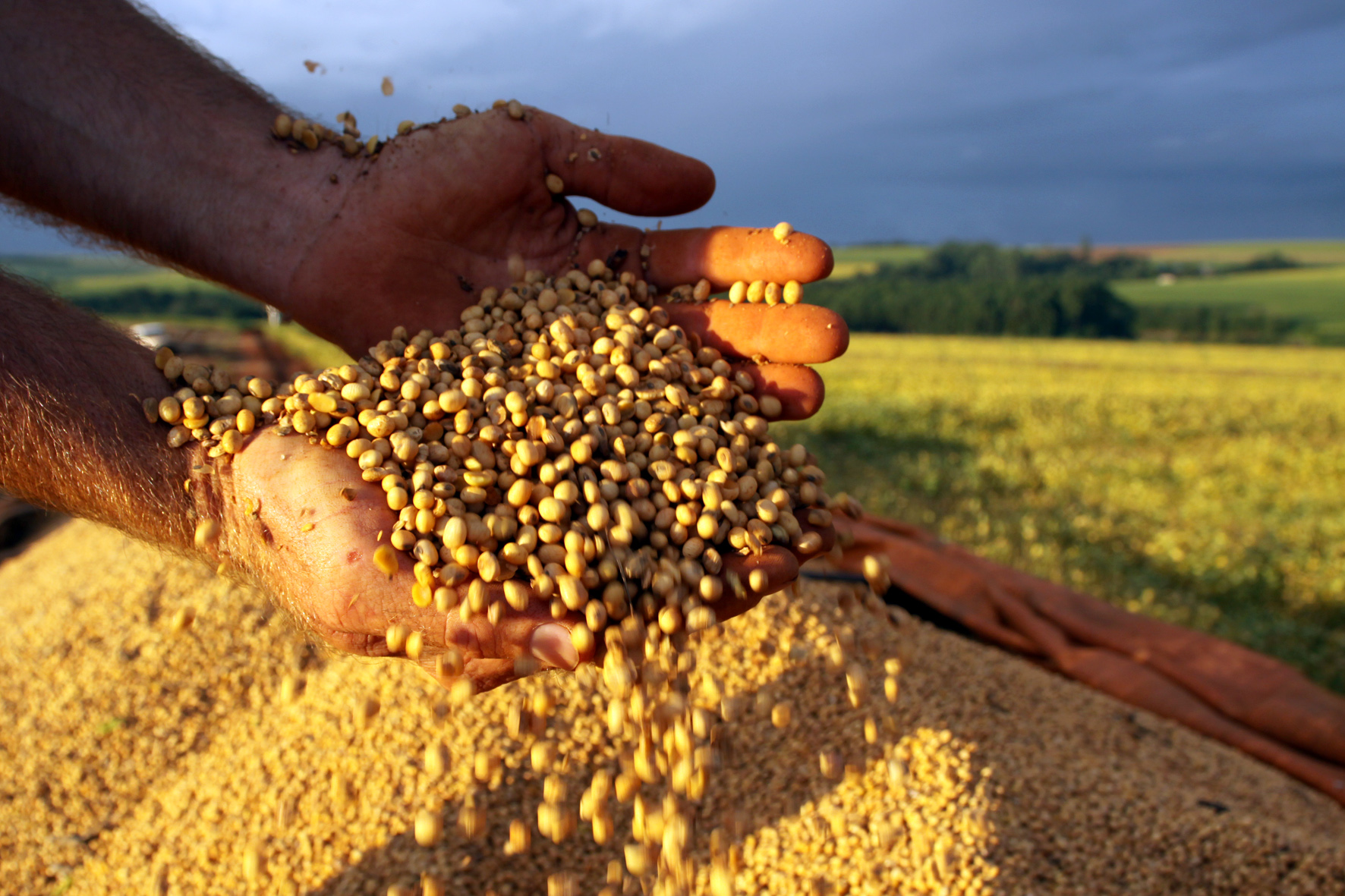 Cuidados na lavoura de soja, mostrando agricultores em ação