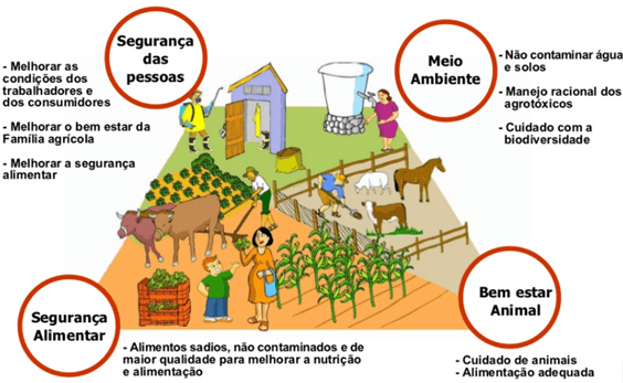 Colheita em campo com técnicas sustentáveis na agricultura familiar