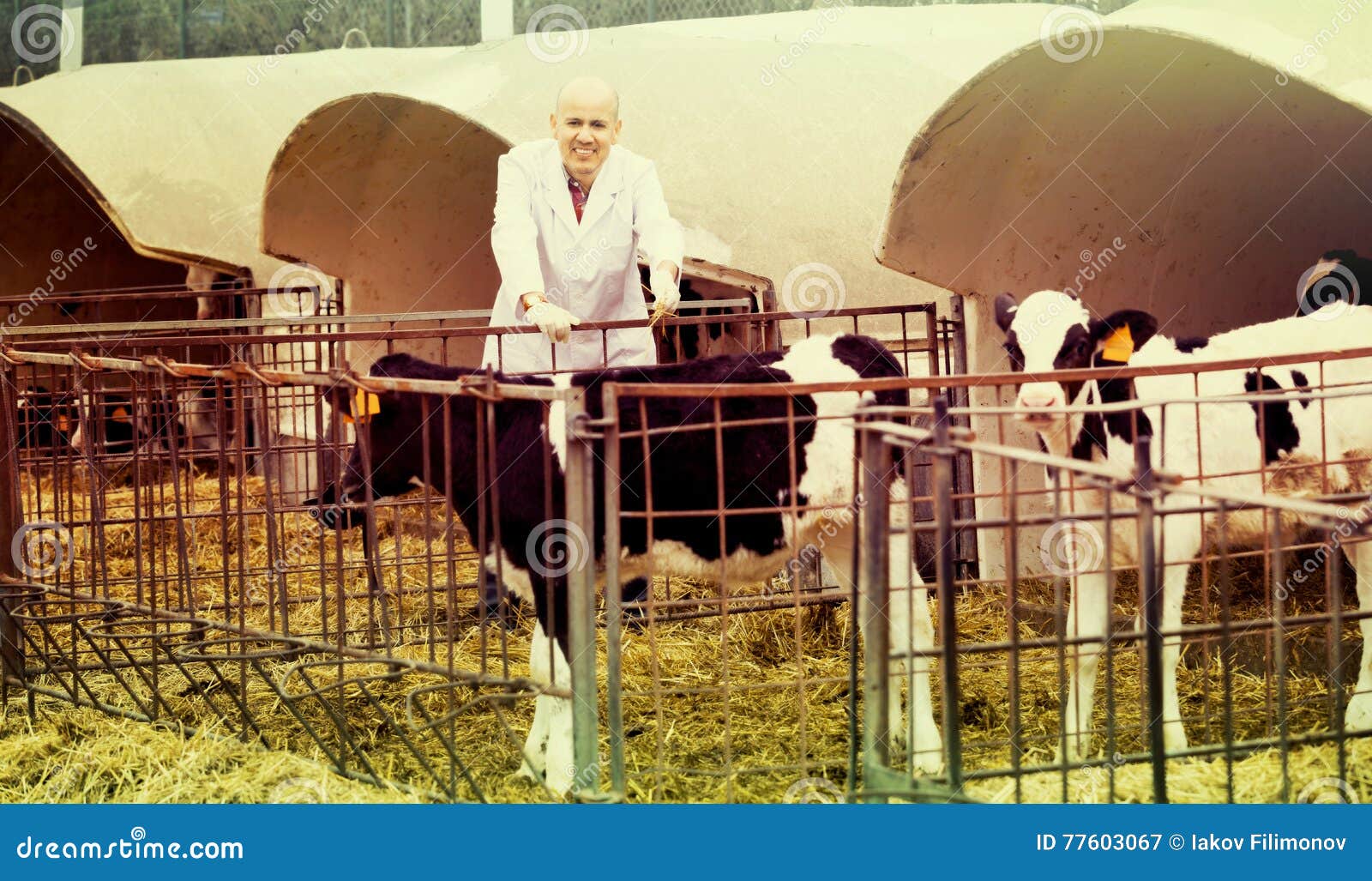 Um trabalhador cuidando do gado em um ambiente rural, refletindo o estilo de vida country.