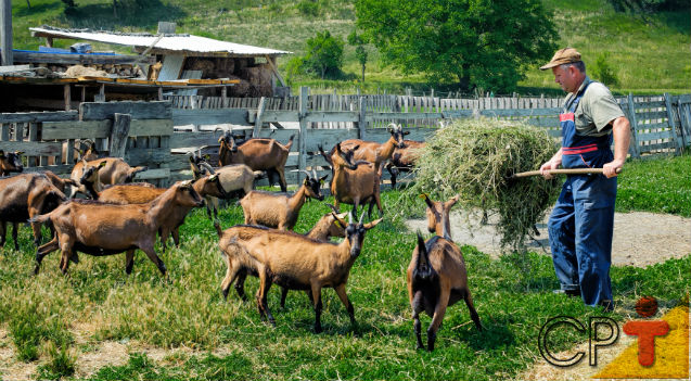 Cabras pastando em um campo verde, representando a criação de cabras leiteiras.