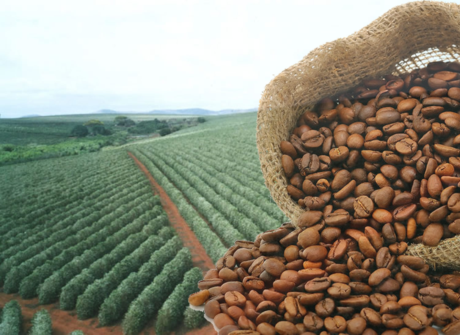 Vista de uma fazenda de café no Brasil com plantações verdejantes e montanhas ao fundo.