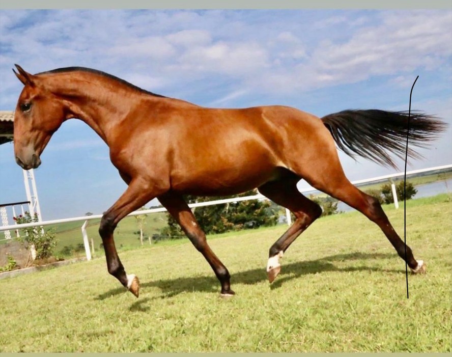 Domadores de cavalos lusitanos em ação, mostrando a arte de cuidar e domar esses majestosos animais.