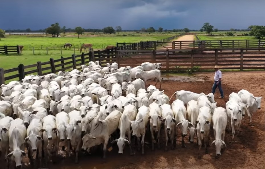 Imagem de uma fazenda de criação de gado com pastagens verdes e gado pastando ao fundo.