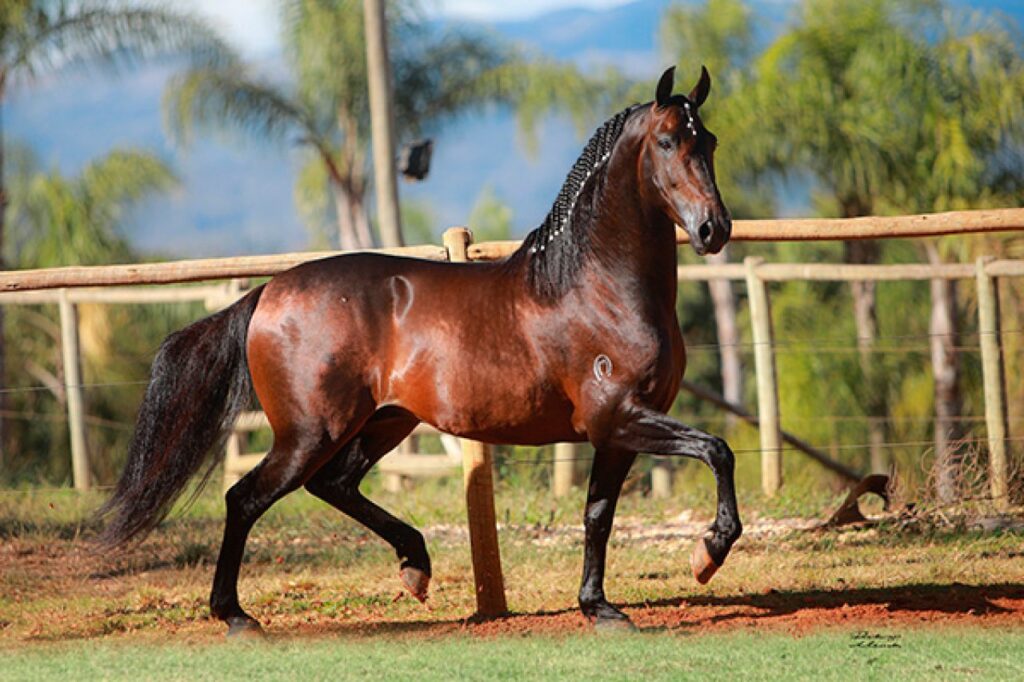 Cavalo Mangalarga Marchador em um campo verde, simbolizando a beleza e a tradição da raça.