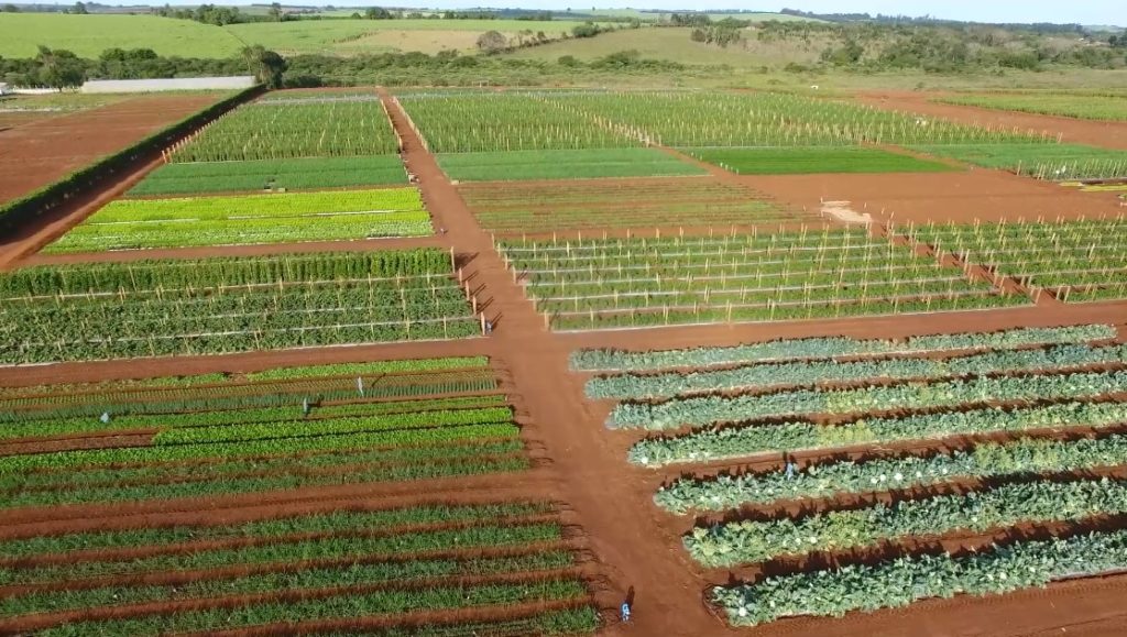 Hortas vibrantes no campo, representando a riqueza da agricultura e a conexão com a natureza.