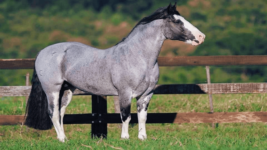 Cavalo Crioulo pastando em um amplo campo, simbolizando a tradição e a cultura gaúcha.