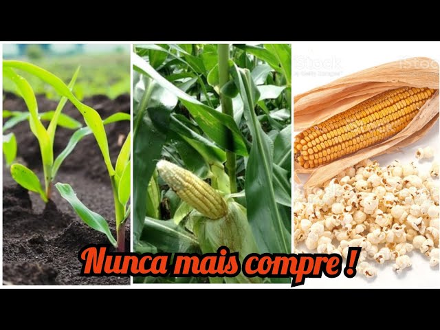 Plantação de Milho - Cultivo de Pipoca no Estilo Country