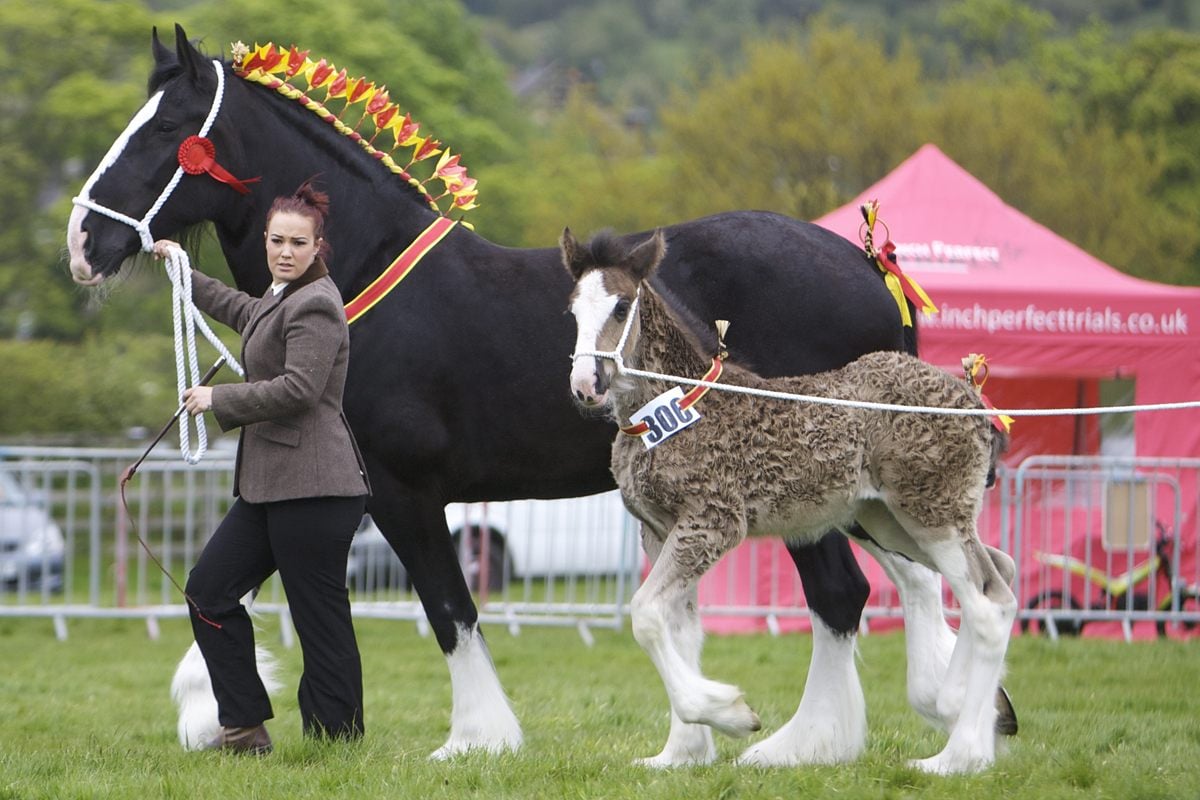 Cavalos de diversas raças pastando em um campo sob o sol, simbolizando a beleza e a diversidade dos equinos.