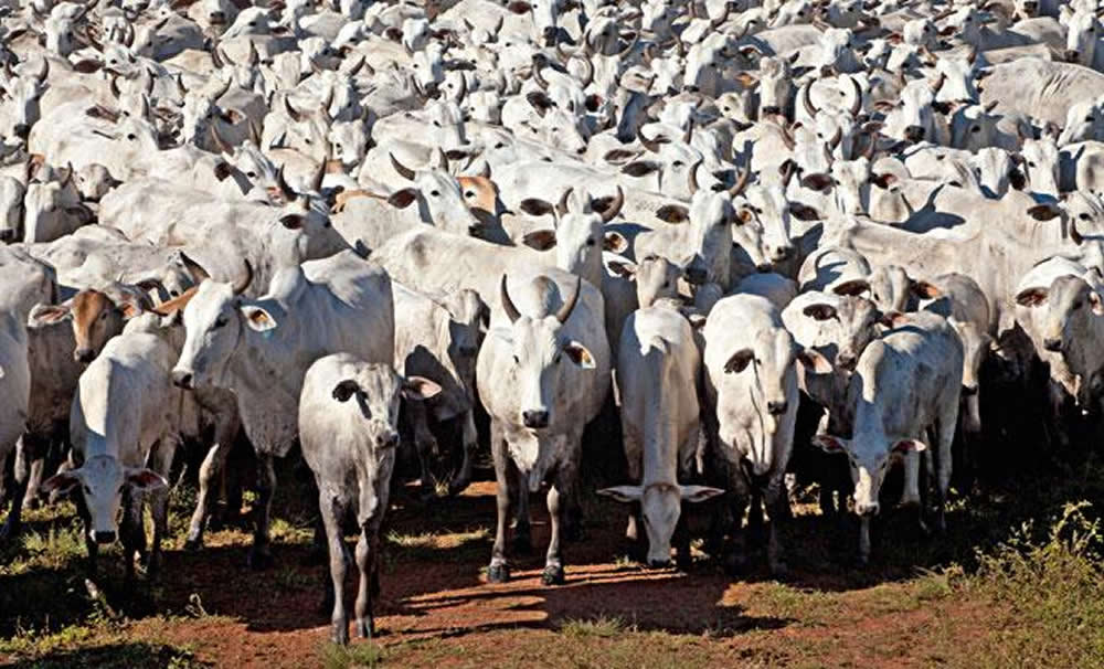 Imagem panorâmica da Fazenda Nova Piratininga, com vastas áreas de pastagem e gado bovino pastando ao fundo