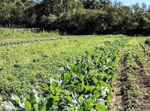 Plantio orgânico em ambiente rural com técnicas sustentáveis