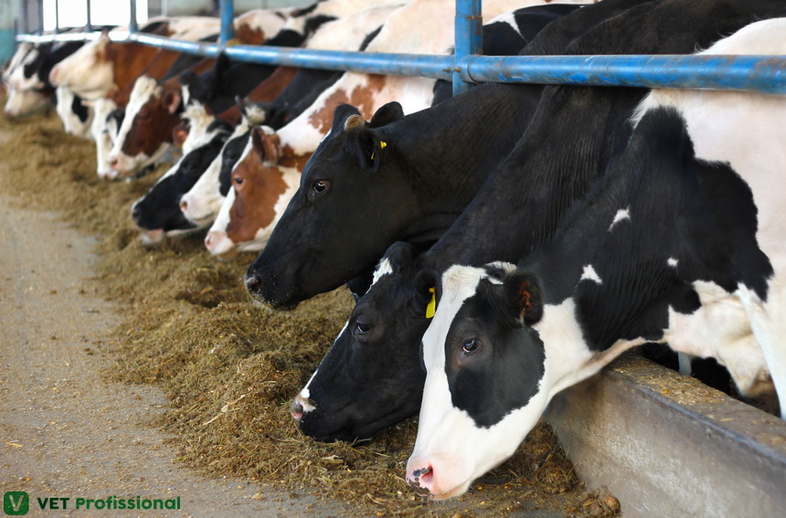 Gado de leite pastando em uma fazenda country