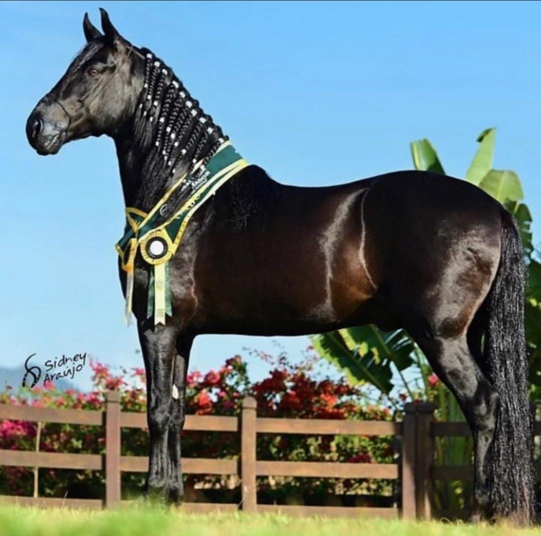 Cavalo Mangalarga Marchador em um campo aberto, representando a cultura country brasileira